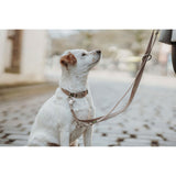 V4H082ACD1EDA7ADAC26BDA766CA51582BDR5582608P4