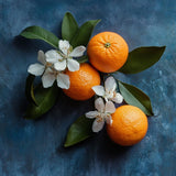 V3H51FC29EC60B3CB3E4568E7E148D99D2FR7528114P3