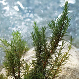 V3HCA6B108FC5C26350C3CE871E3097B079R7528045P10